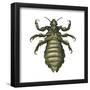 Body Louse (Pediculus Humanus Humanus), Insects-Encyclopaedia Britannica-Framed Poster