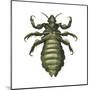 Body Louse (Pediculus Humanus Humanus), Insects-Encyclopaedia Britannica-Mounted Poster