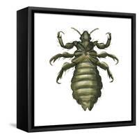 Body Louse (Pediculus Humanus Humanus), Insects-Encyclopaedia Britannica-Framed Stretched Canvas