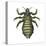 Body Louse (Pediculus Humanus Humanus), Insects-Encyclopaedia Britannica-Stretched Canvas