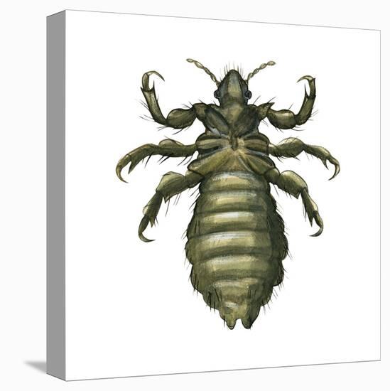 Body Louse (Pediculus Humanus Humanus), Insects-Encyclopaedia Britannica-Stretched Canvas