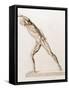 Body Musculature-Mehau Kulyk-Framed Stretched Canvas