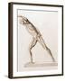 Body Musculature-Mehau Kulyk-Framed Photographic Print