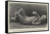 Body of a Child Found in Excavating a Street in Pompeii-null-Framed Stretched Canvas
