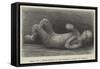 Body of a Child Found in Excavating a Street in Pompeii-null-Framed Stretched Canvas