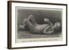 Body of a Child Found in Excavating a Street in Pompeii-null-Framed Giclee Print