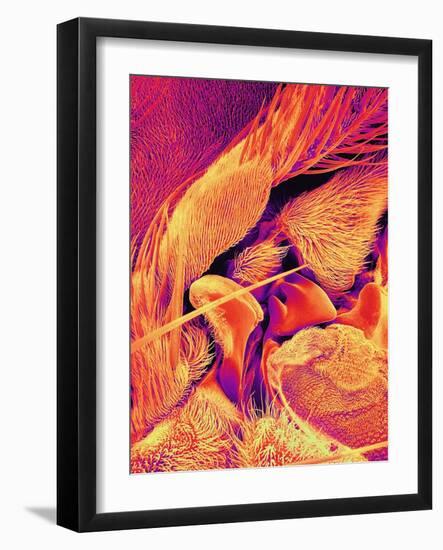 Body of Blowfly-Micro Discovery-Framed Photographic Print