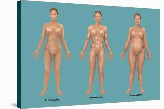 Body Types-Gwen Shockey-Stretched Canvas