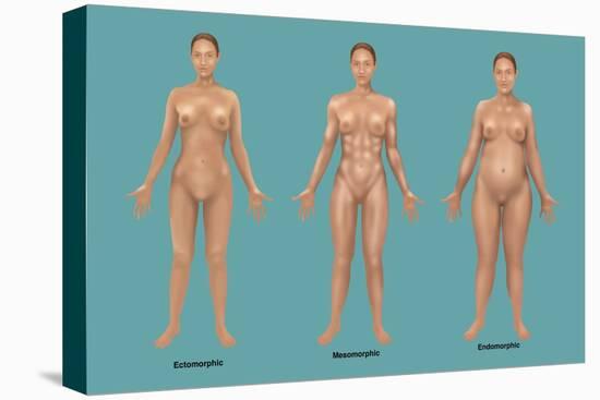 Body Types-Gwen Shockey-Stretched Canvas