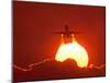 Boeing 737 Taking Off At Sunset-David Nunuk-Mounted Photographic Print