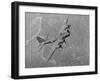 Boeing B-17F Flying Fortress-null-Framed Photographic Print