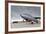 Boeing B-47, Kansas Aviation Museum, Wichita, Kansas, USA-Walter Bibikow-Framed Photographic Print