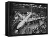 Boeing's New 707 Jet Aircraft, at the Boeing Plant-Nat Farbman-Framed Stretched Canvas