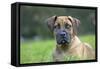 Boerboel Puppy in Garden-null-Framed Stretched Canvas