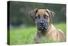 Boerboel Puppy in Garden-null-Stretched Canvas