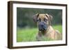 Boerboel Puppy in Garden-null-Framed Photographic Print