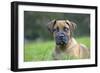 Boerboel Puppy in Garden-null-Framed Photographic Print