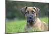 Boerboel Puppy in Garden-null-Mounted Photographic Print