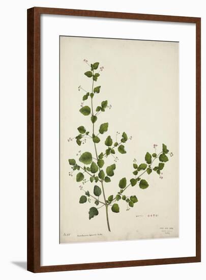 Boerhaavia Repanda Willd, 1800-10-null-Framed Giclee Print