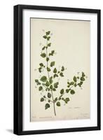 Boerhaavia Repanda Willd, 1800-10-null-Framed Giclee Print