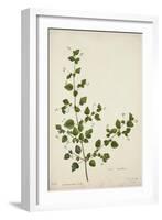 Boerhaavia Repanda Willd, 1800-10-null-Framed Giclee Print