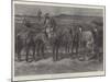 Boers' Horses in a Donga, or Cleft, on the Veldt-Paul Frenzeny-Mounted Giclee Print