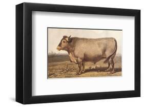 Boeuf-Bazadais-null-Framed Art Print