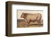 Boeuf-Bazadais-null-Framed Art Print