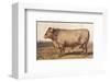 Boeuf-Bazadais-null-Framed Art Print