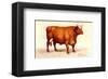 Boeuf-Charolais-null-Framed Art Print