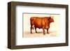 Boeuf-Charolais-null-Framed Art Print