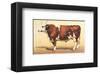 Boeuf-Comtoise-null-Framed Art Print