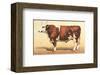 Boeuf-Comtoise-null-Framed Art Print