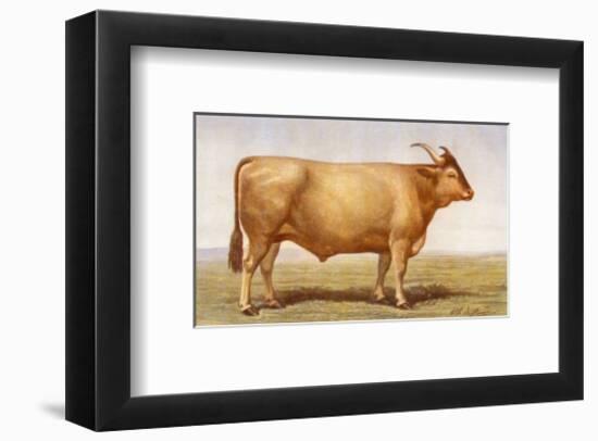 Boeuf-Landais-null-Framed Art Print