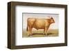 Boeuf-Landais-null-Framed Art Print