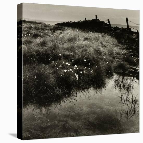 Bog Cotton, Bridestones Moor-Fay Godwin-Stretched Canvas