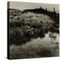 Bog Cotton, Bridestones Moor-Fay Godwin-Stretched Canvas