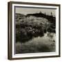 Bog Cotton, Bridestones Moor-Fay Godwin-Framed Giclee Print