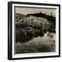 Bog Cotton, Bridestones Moor-Fay Godwin-Framed Giclee Print