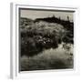 Bog Cotton, Bridestones Moor-Fay Godwin-Framed Giclee Print