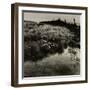 Bog Cotton, Bridestones Moor-Fay Godwin-Framed Giclee Print