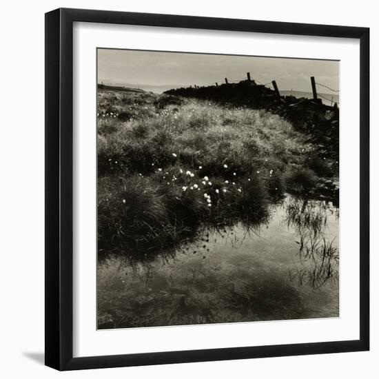 Bog Cotton, Bridestones Moor-Fay Godwin-Framed Giclee Print