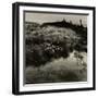 Bog Cotton, Bridestones Moor-Fay Godwin-Framed Giclee Print