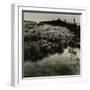 Bog Cotton, Bridestones Moor-Fay Godwin-Framed Giclee Print