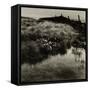 Bog Cotton, Bridestones Moor-Fay Godwin-Framed Stretched Canvas