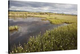 Bogbean - Buckbean (Menyanthes Trifoliata) Flowering in Pool System. Insh Marshes, Scotland, May-Peter Cairns-Stretched Canvas