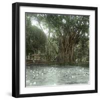 Bogo (Island of Java, Indonesia), Ficus Elastica, "Rubber" in the Victoria Regia Botanical Garden-Leon, Levy et Fils-Framed Photographic Print