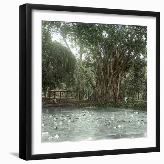 Bogo (Island of Java, Indonesia), Ficus Elastica, "Rubber" in the Victoria Regia Botanical Garden-Leon, Levy et Fils-Framed Photographic Print