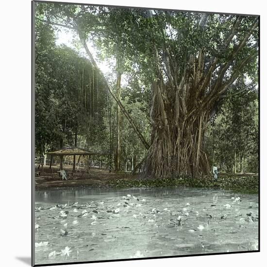 Bogo (Island of Java, Indonesia), Ficus Elastica, "Rubber" in the Victoria Regia Botanical Garden-Leon, Levy et Fils-Mounted Photographic Print