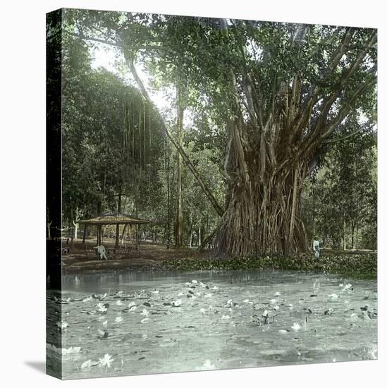 Bogo (Island of Java, Indonesia), Ficus Elastica, "Rubber" in the Victoria Regia Botanical Garden-Leon, Levy et Fils-Stretched Canvas